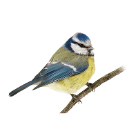 Andreas Helge Andersen