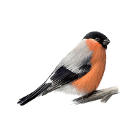 Jostein Roald Svendsen